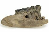Fossil Woolly Rhino (Coelodonta) Jaw Section - Siberia #225190-4